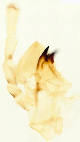 Cockroach Mouthparts (Whole Mount) under the microscope