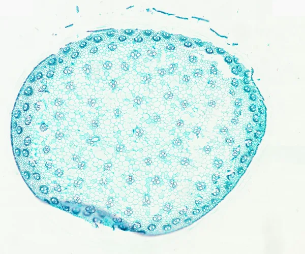 Corn Stem (Cross Section) under the microscope