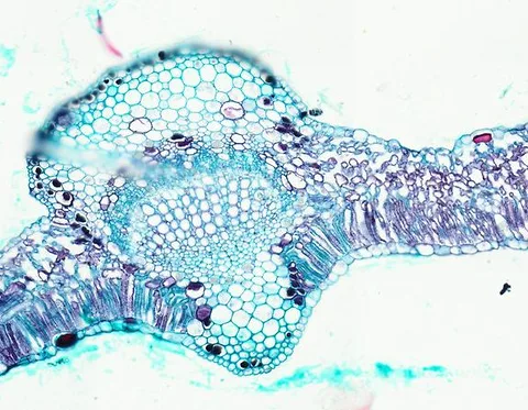 Cotton Leaf (Cross Section) under the microscope