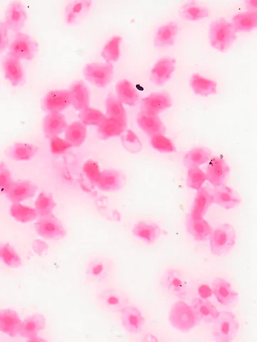 Frog Blood Smear under the microscope