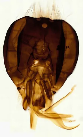 Honeybee Mouthparts (Whole Mount) under the microscope