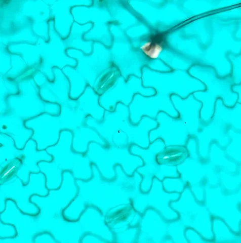 Lower Epidermis of Broad Bean Leaf (Whole Mount) under the microscope