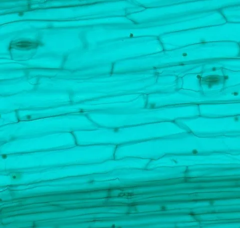 Lower Epidermis of Tradescantia reflexa Leaf (Whole Mount) under the microscope