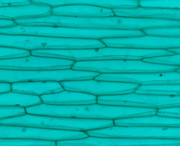 Onion Epidermis (Whole Mount) under the microscope