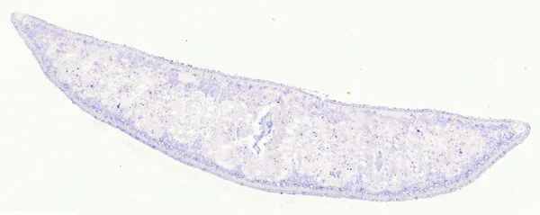 Planaria (Transverse Section) under the microscope
