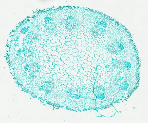Sunflower Stem (Cross Section) under the microscope