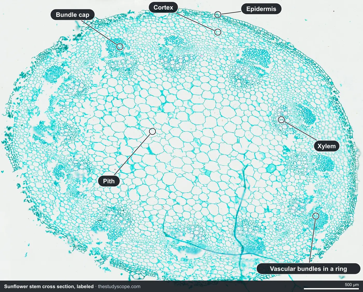 Labeled sunflower stem cross section under the microscope showing the ring of vascular bundles, pith, cortex, xylem and epidermis