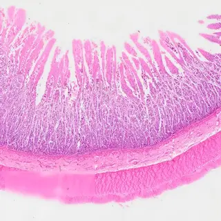 Small Intestine (Cross Section) under the microscope