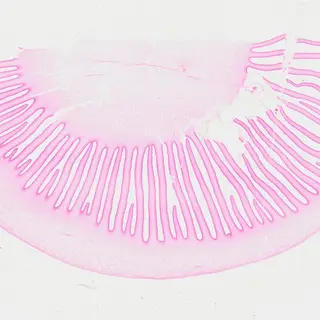 Mushroom Gills (Cross Section) under the microscope